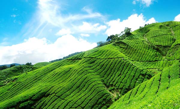 Tour from Other Cities to Munnar