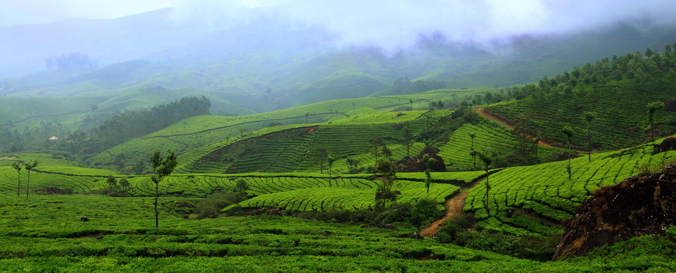 munnar 1 day tour packages